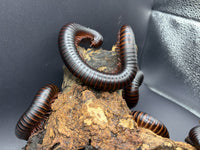 African Giant Millipedes (Archispirostreptus gigas) arching over cork bark against a grey backdrop