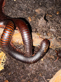 African Giant Millipede (Archispirostreptus gigas) sexed pair together on rotting hardwood