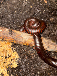 African Giant Millipedes (Archispirostreptus gigas), one coiled and one extended across a branch