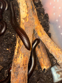 African Giant Millipedes (Archispirostreptus gigas) in a leaf-litter bin with rotting hardwood