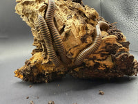 Group of American Pinkfoot Millipedes (Narceus americanus) on cork bark, sold as a 10 count lot