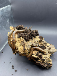 American Pinkfoot Millipedes (Narceus americanus) on bark over hardwood substrate