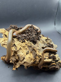American Pinkfoot Millipedes (Narceus americanus) resting on a cork bark hide
