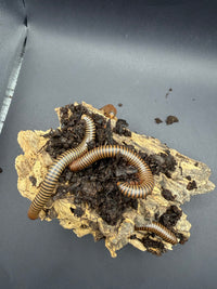 American Pinkfoot Millipedes (Narceus americanus) exploring cork bark and leaf litter