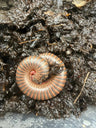 American Pinkfoot Millipede, Narceus americanus