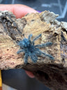 Antilles Pink Toe Tarantula (Caribena versicolor), image 1
