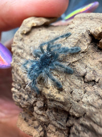 Antilles Pink Toe Tarantula (Caribena versicolor), image 2