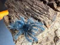Antilles Pink Toe Tarantula (Caribena versicolor), image 3