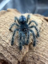 Antilles Pink Toe Tarantula (Caribena versicolor), image 4