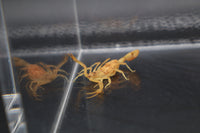 Arizona Bark Scorpion, Centruroides sculpturatus, image 2