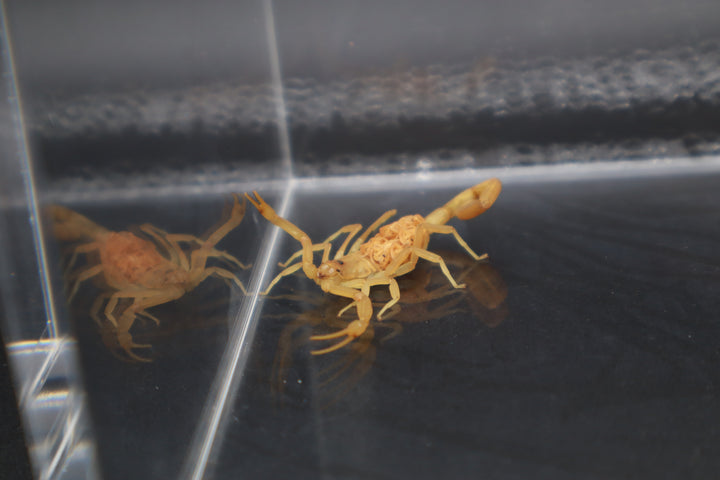 Arizona Bark Scorpion, Centruroides sculpturatus, image 2
