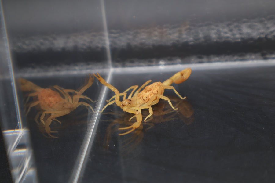 Arizona Bark Scorpion, Centruroides sculpturatus, image 2