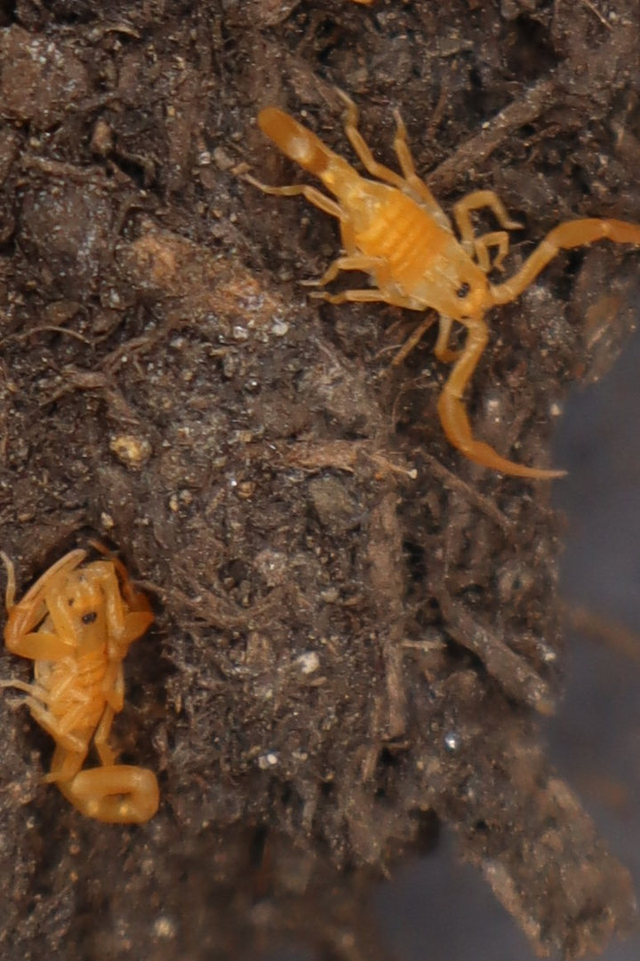 Arizona Bark Scorpion, Centruroides sculpturatus, image 3