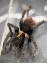 Adult male Arizona Blonde tarantula (Aphonopelma chalcodes), front view