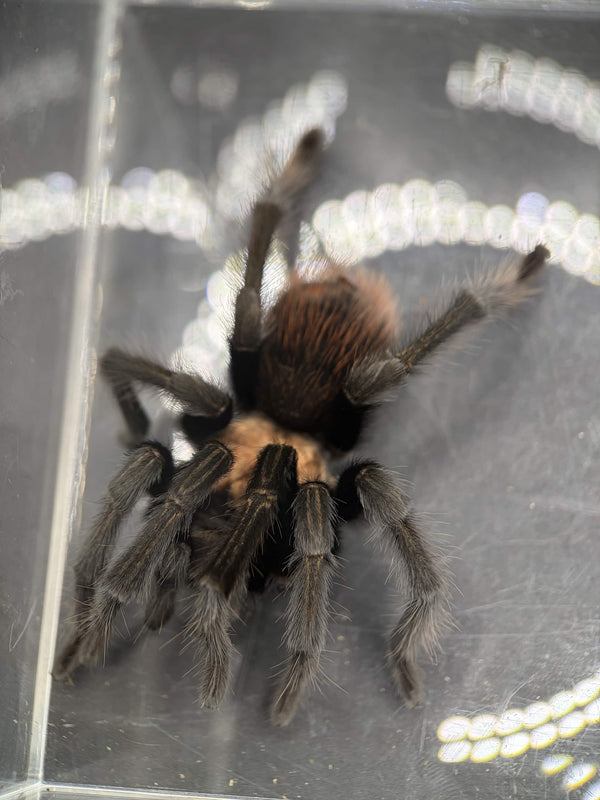 Adult male Arizona Blonde tarantula (Aphonopelma chalcodes)