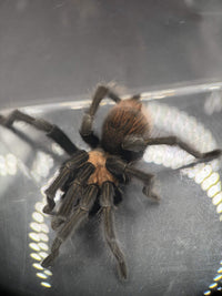 Adult male Arizona Blonde tarantula (Aphonopelma chalcodes), top view