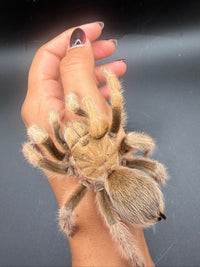 Arizona Blonde Tarantula, Aphonopelma chalcodes, image 2