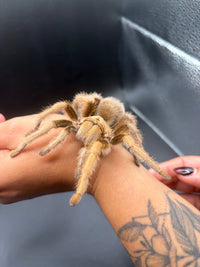Arizona Blonde Tarantula, Aphonopelma chalcodes, image 3