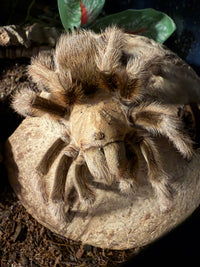 Arizona Blonde Tarantula, Aphonopelma chalcodes, image 4