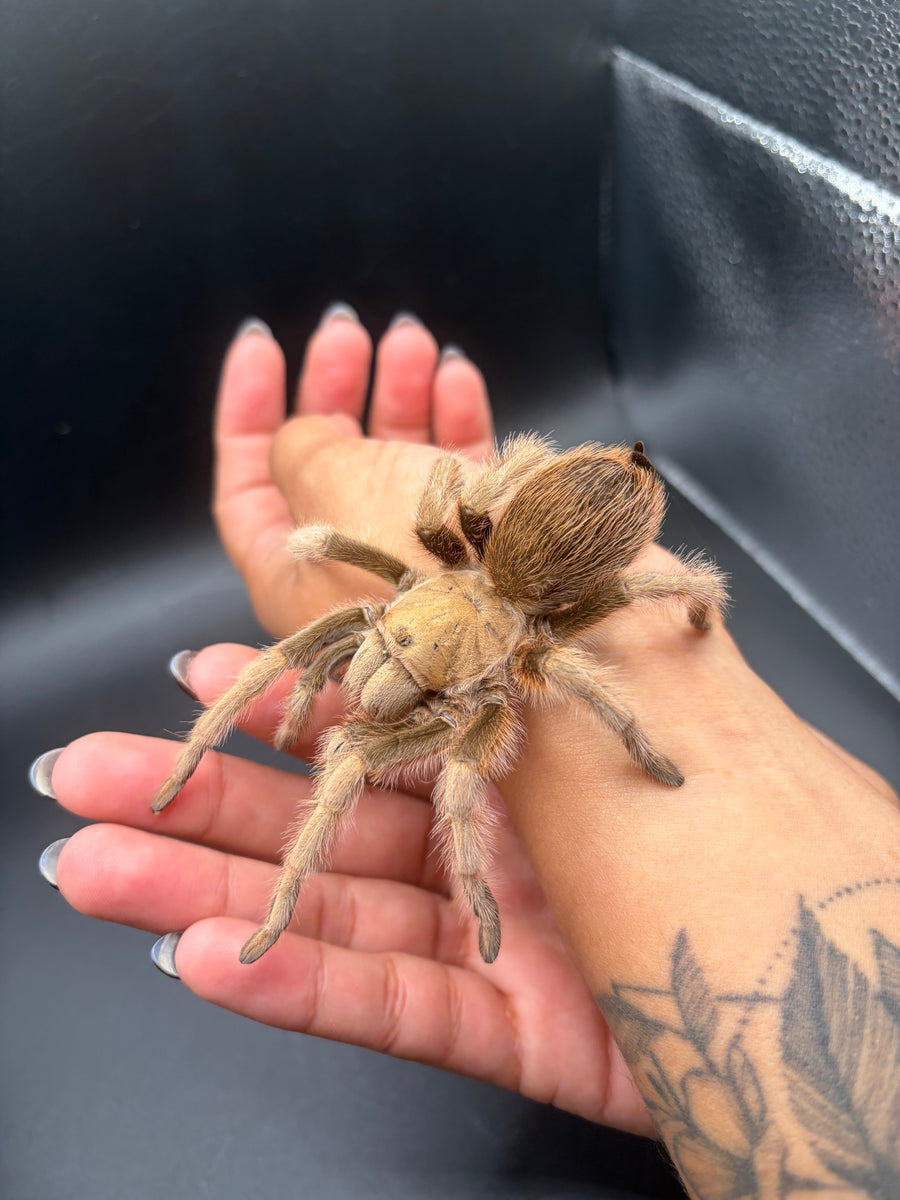 Arizona Blonde Tarantula, Aphonopelma chalcodes
