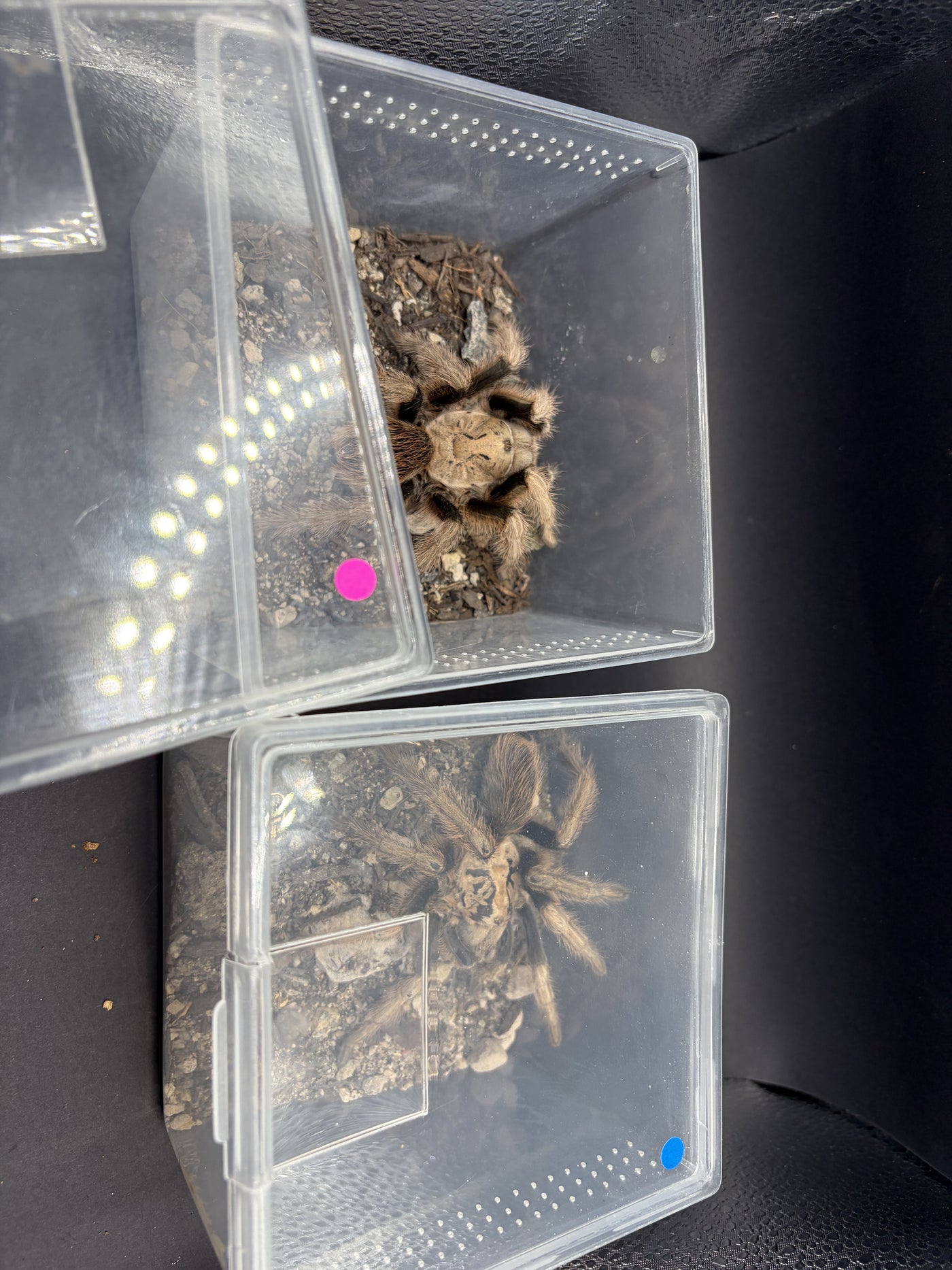 Arizona Blonde Tarantula (Aphonopelma chalcodes) sexed pair in separate cups, pink dot marking the presumed female and blue dot the presumed male