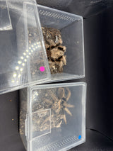 Arizona Blonde Tarantula (Aphonopelma chalcodes) Sexed Pair - Best Guess