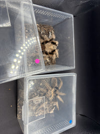 Arizona Blonde Tarantula (Aphonopelma chalcodes) sexed pair in separate cups, pink dot marking the presumed female and blue dot the presumed male
