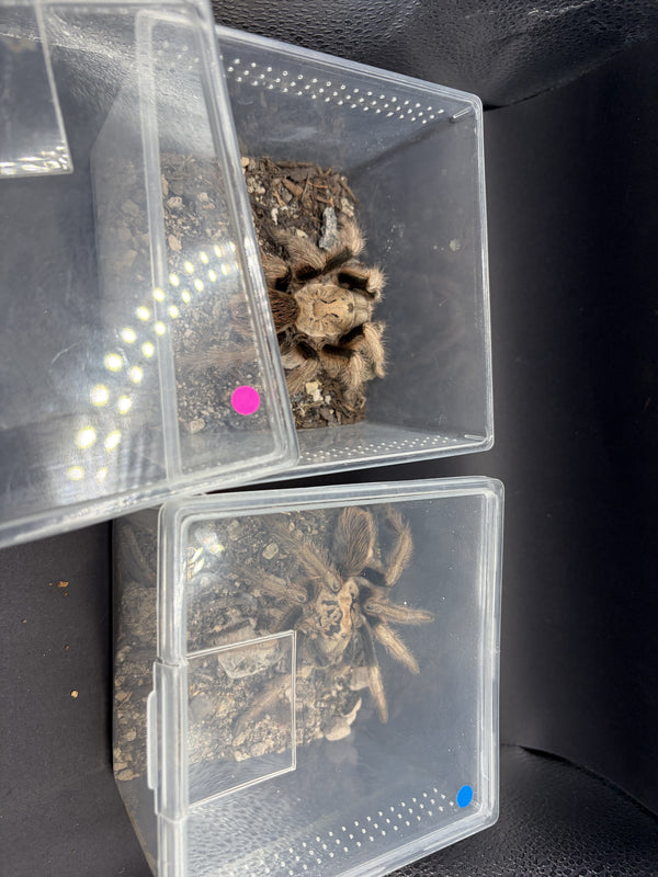 Arizona Blonde Tarantula (Aphonopelma chalcodes) sexed pair in separate cups, pink dot marking the presumed female and blue dot the presumed male