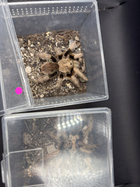 Both Arizona Blonde Tarantulas (Aphonopelma chalcodes) from above, pink-dot and blue-dot cups