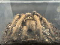 Arizona Blonde Tarantula (Aphonopelma chalcodes) front view showing sandy gold setae