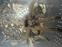 Arizona Blonde Tarantula (Aphonopelma chalcodes) from above showing carapace and leg span