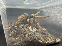 Arizona Blonde Tarantula (Aphonopelma chalcodes) side profile on dry desert substrate