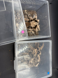 The Arizona Blonde Tarantula pair (Aphonopelma chalcodes) in their marked cups