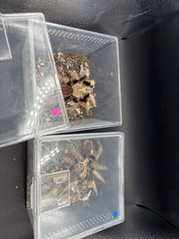 Arizona Blonde Tarantula pair (Aphonopelma chalcodes), both animals shown together