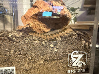 Arizona Desert Centipede, Scolopendra polymorpha, image 3