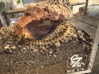 Arizona Desert Centipede, Scolopendra polymorpha, image 4