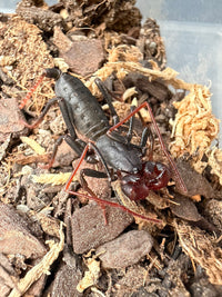 Arizona Vinegaroon (Mastigoproctus tohono) Size TBD