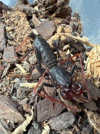 Arizona Vinegaroon (Mastigoproctus tohono) Size TBD
