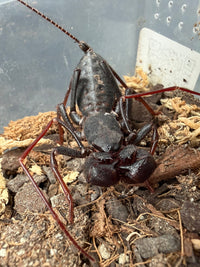 Arizona Vinegaroon (Mastigoproctus tohono) Size TBD