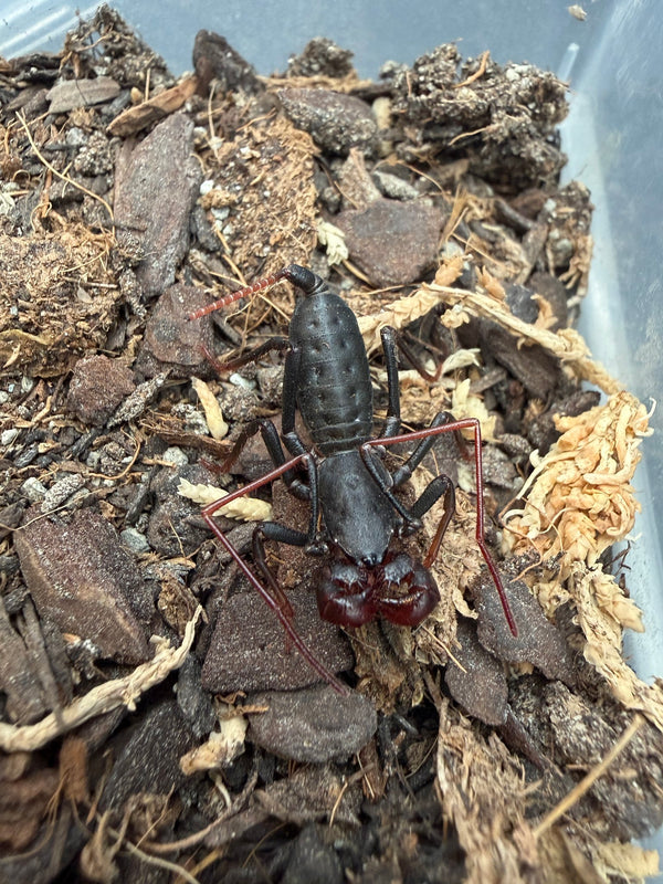 Arizona Vinegaroon (Mastigoproctus tohono) Size TBD