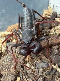 Arizona Vinegaroon (Mastigoproctus tohono) Size TBD