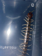 Green Bark Centipede (Hemiscolopendra marginata) - 2-3 in