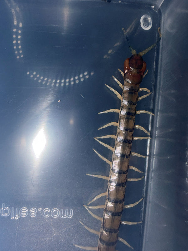 Green Bark Centipede (Hemiscolopendra marginata)