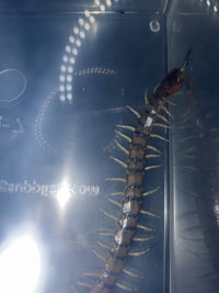 Green Bark Centipede (Hemiscolopendra marginata)