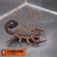 Florida Bark Scorpion (Centruroides gracilis), 3-4" adult, Spice 3: one of the 1 in the Bark Scorpion Buddy Box