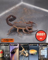 Bark Scorpion Buddy Box