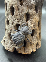 Blue Death Feigning Beetle (Asbolus verrucosus) - 1 in
