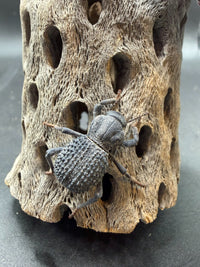 Blue Death Feigning Beetle (Asbolus verrucosus)