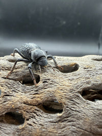 Blue Death Feigning Beetle (Asbolus verrucosus)