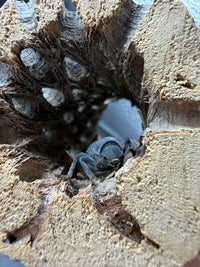 Blue Death Feigning Beetle (Asbolus verrucosus)